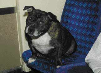 photo courtesy of Carrie Devorah A canine passenger aboard London’s Barking line.