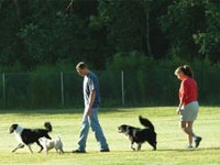 Healthiest Exercise - A walk with your dog!