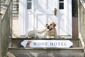 AF_spring08_vol34_travel_p36_feature_WOOF-HOTEL-LAB-WITH-SIGN-2-HI-RES-4.09.07