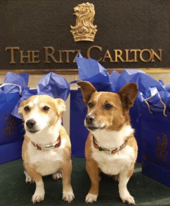 Closeup-of-Dogs-on-Bellcart-with-Shopping-Bags