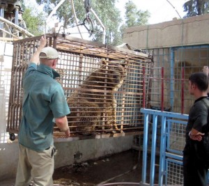 A Bear Left in the Baghdad Zoo