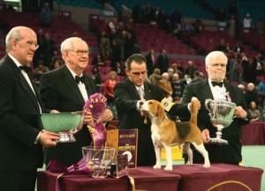 WKC's Best In Show Beagle "Uno", Show Chairman Thomas H. Bradley, 3d, Best In Show Judge Dr. J. Donald Jones, Handler Aaron Wilkerson and, Westminster President Peter R. Van brunt (from left). Photos By Mary Bloom courtesy of Westminster Kennel Club
