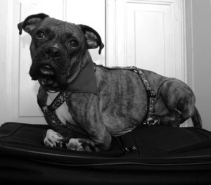 Sampson is a dwarf Boxer that travels throughout the country for conferences and educational workshops several times a year. Photo courtesy of Angels Gate