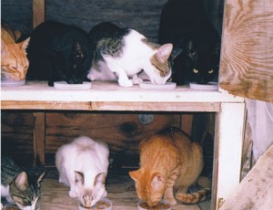 Photos courtesy P.A.W. Cat Sanctuary & Humane Society