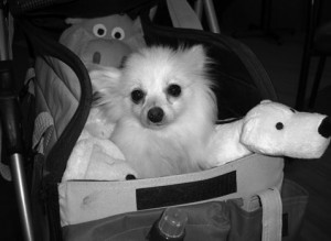 Saddie travels in style at the airport. Pet carriages facilitate traveling with your special needs animal. The carriage is easily removed from the base and can be stowed under the seat in front of you on a plane. It also works as a car seat. Photo courtesy of Angels Gate.