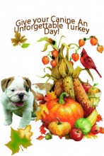 Thanksgiving and Pets! Have a safe Turkey Day!