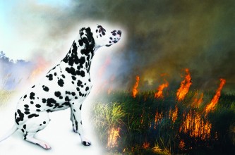 Follow the Dalmatian to fire safety!