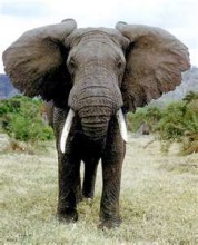 Endangered Indian Elephant