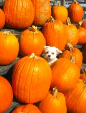 Howloween! Tips on keeping your pets safe!