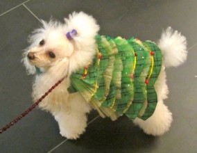 Dogs Dressed in Holiday couture to help homeless animals!