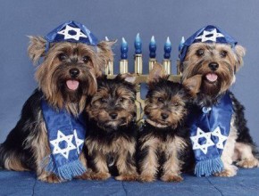 Priceless Happy Hanukkah Dogs! 