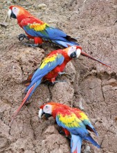 Chico Parrots