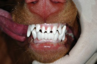 A pooch bears a newly invigorated set of teeth