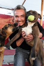 Cesar Millan plays with a pair of dogs undergoing rehabilitation at the Dog Psychology Center