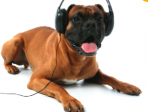 Calm your pooch down with a song