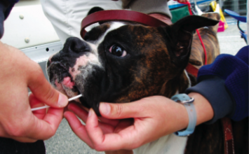 A well-bred canine gets a DNA swab