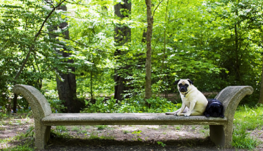 A pair of pugs pose atop a bench on Pug Hill