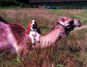 A Basset hitches a ride with a Camel.
