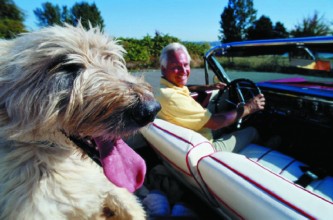 Dog riding in a convertible car with the top down.