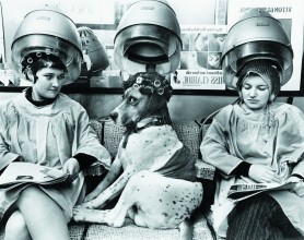 Two Ladies and a dog at the beauty shop.