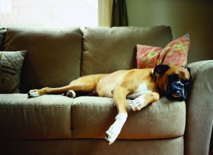 Dog lying down on couch