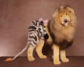 Poodle Becoming a Zebra and a Lion! - Photo by Ren Netherland