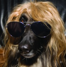 long hair pooch with aviation sun glasses