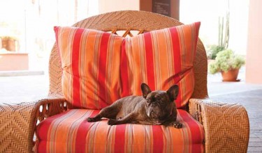 How to create a Pet Friendly Home!