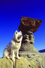 Dog white husky on mountain top - mesa.