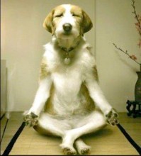 OMM Yoga or Doga anyone?